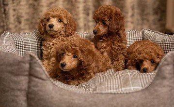 Poodle