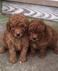 Poodle Background