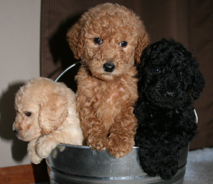 Poodle Puppy