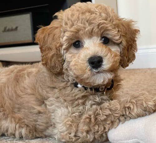 Poodle male Puppies Price In Mumbai