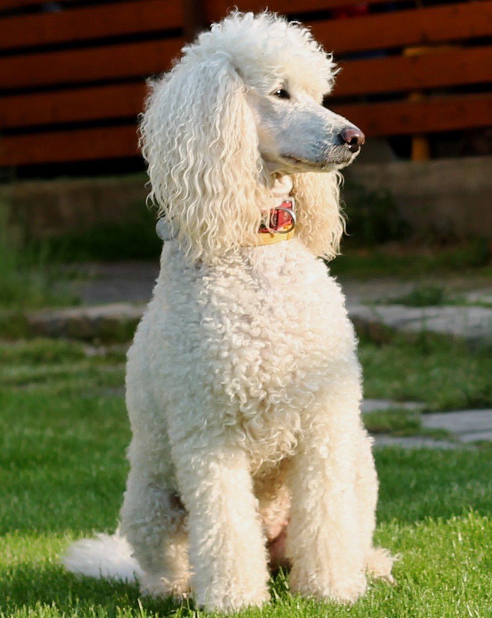 Poodle Female Puppies For Sale In Mumbai