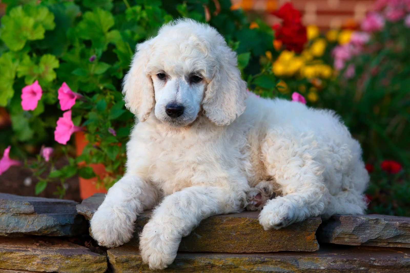 Poodle male Puppy Price In Ahmedabad