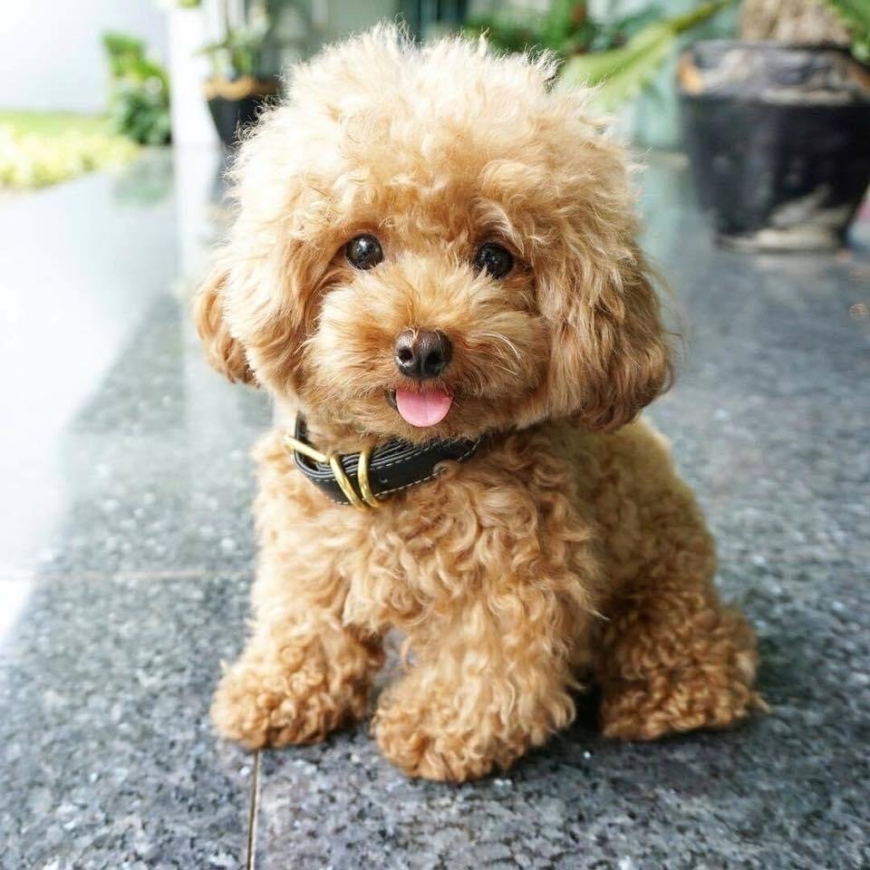 Poodle male Puppy Price In Bangalore