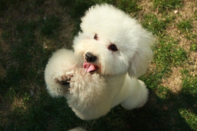 Poodle male Puppy Price In Goa