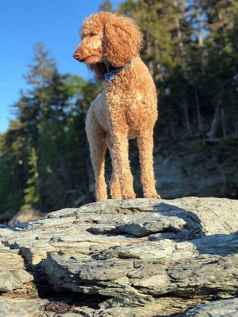 Poodle Puppies For Sale In Goa