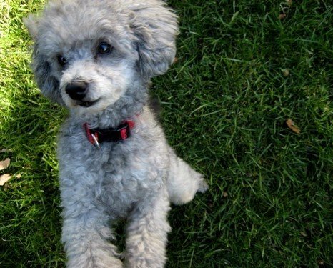 Poodle Dog Price In Hyderabad