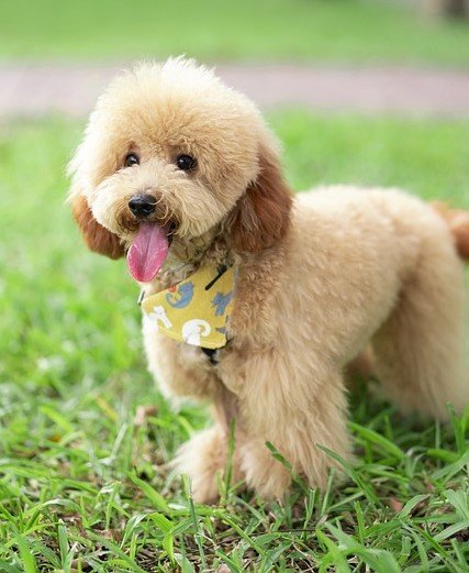 Poodle Puppies For Sale In Hyderabad