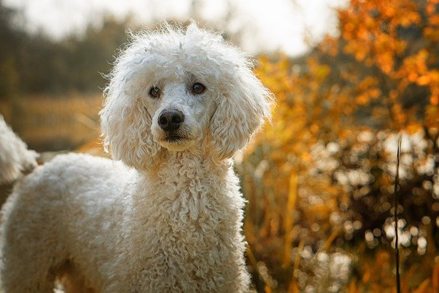 Poodle male Puppy Price In Jaipur