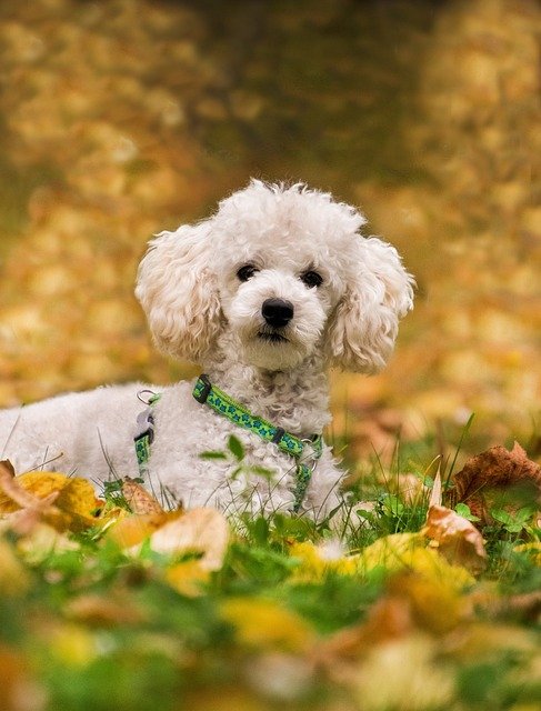 Poodle Puppies For Sale In Jaipur