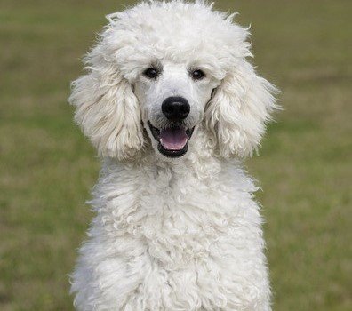 buy poodle puppies online in kolkata