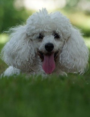 poodle dog kennel in kolkata