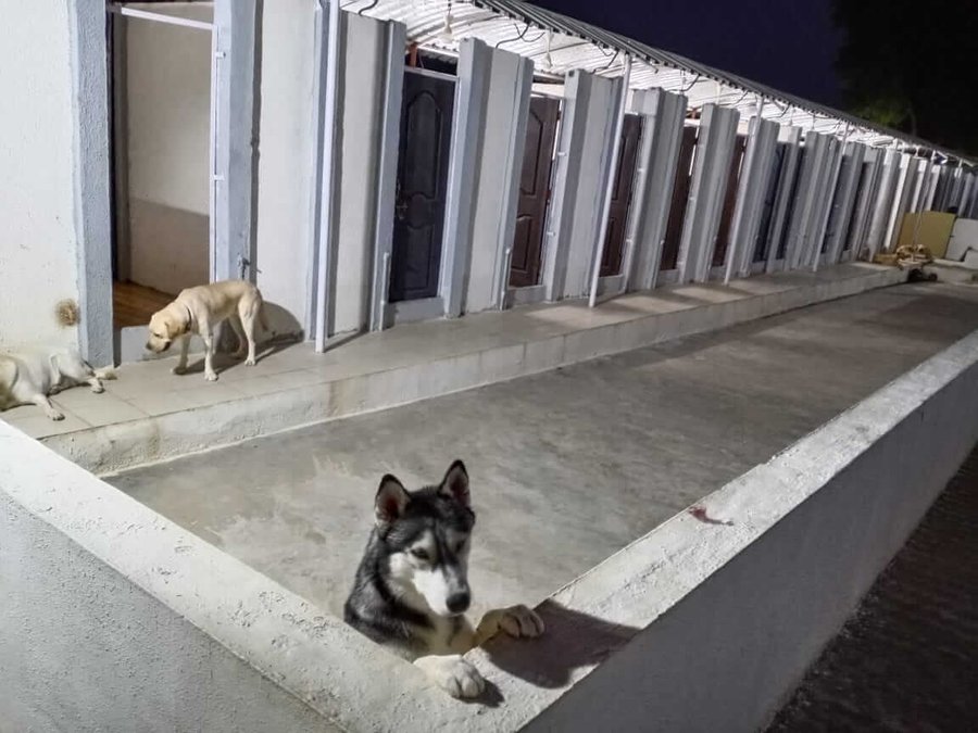 About Premium Doggies - Ethical Dog Breeders