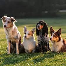 Premium Doggies - Best Dog Breeders in India