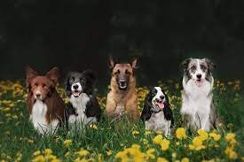 About Premium Doggies - Ethical Dog Breeders