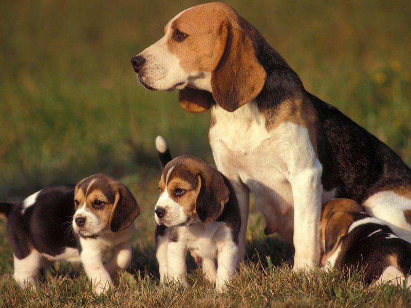 Beagle Puppy