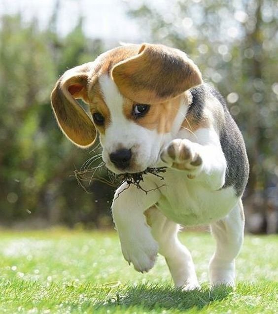 Beagle for Sale in Mumbai