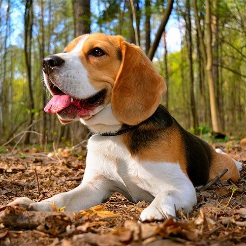 Beagle Puppies For Sale In Mumbai