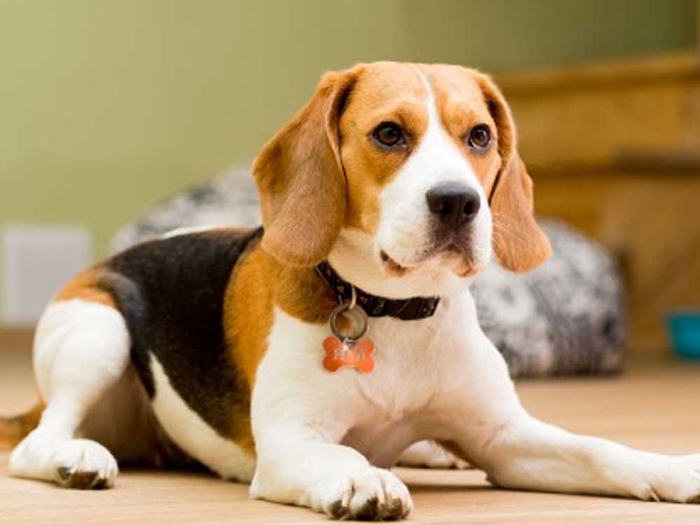 Beagle male Puppy Price In Ahmedabad