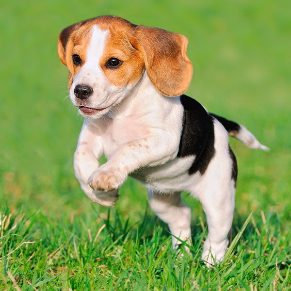 Beagle Puppies For Sale In India