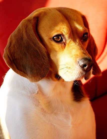 Beagle Puppies For Sale In Goa