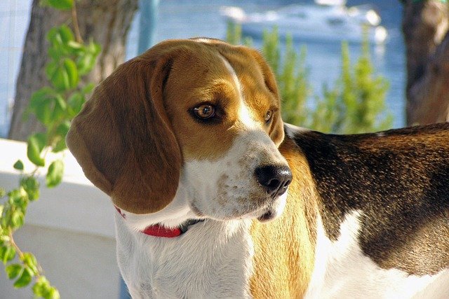 Beagle Puppy Price In Goa