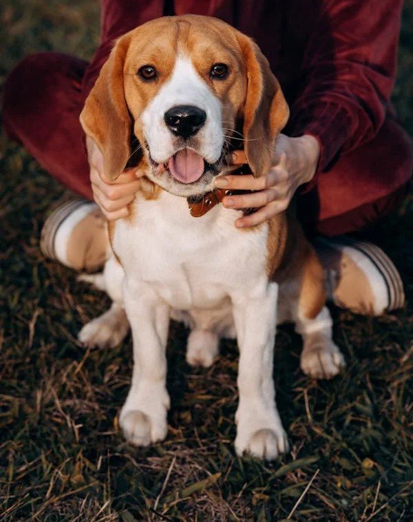 Beagle Puppies For Sale In Hyderabad