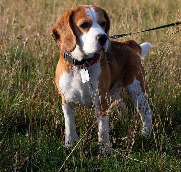 Beagle Puppy Price In Hyderabad