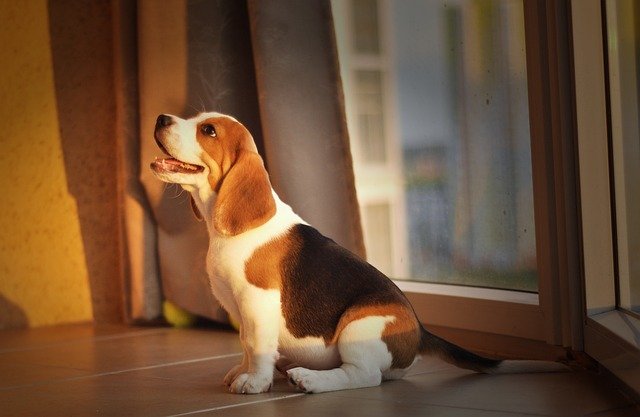 Beagle Puppy Price In India