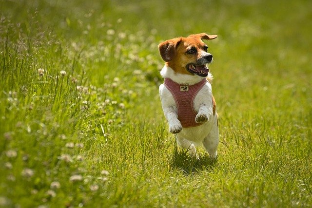 beagle male puppies for sale in india