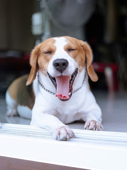 buy beagle puppies online in india