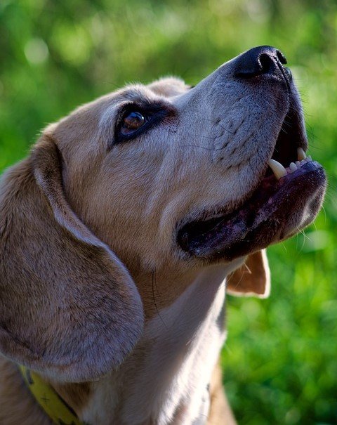 pure breed beagle puppies price in india