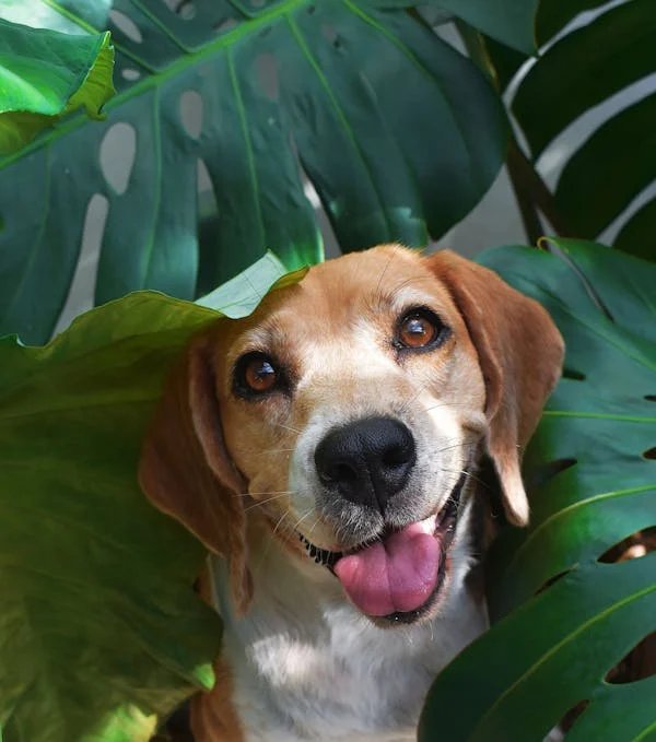 Beagle Puppy Price In Vizag