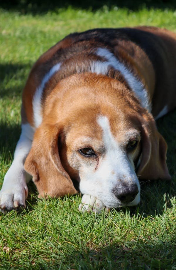 Beagle Puppies For Sale In Vizag