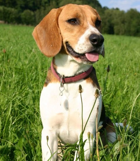 Beagle male Puppy Price In Bangalore