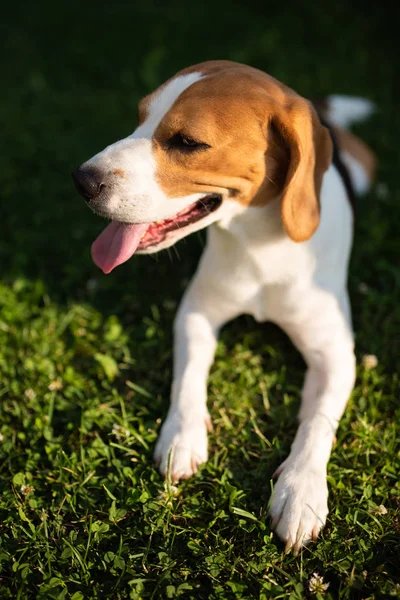 Labrador Puppies For Sale In Bangalore