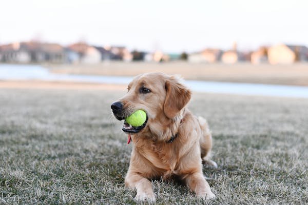 Golden Retriever