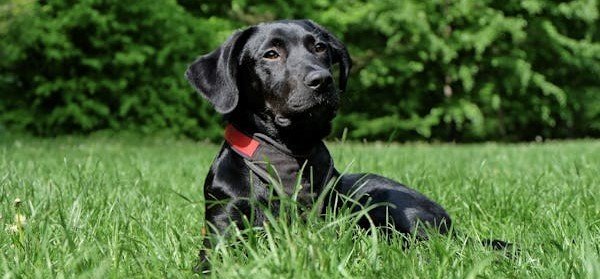 Labrador Retriever