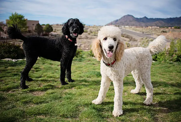 Toy Poodle