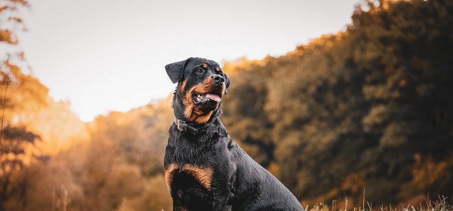 Rottweiler