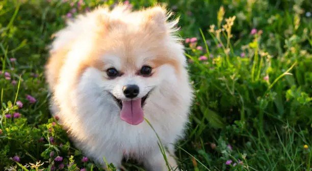 Toy Pomeranian