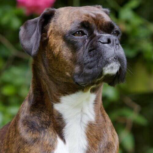 Boxer Puppies For Sale In Mumbai