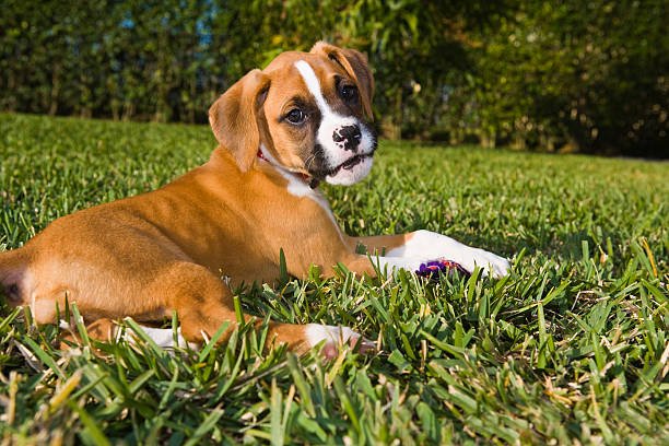 Boxer male Puppy Price In Ahmedabad