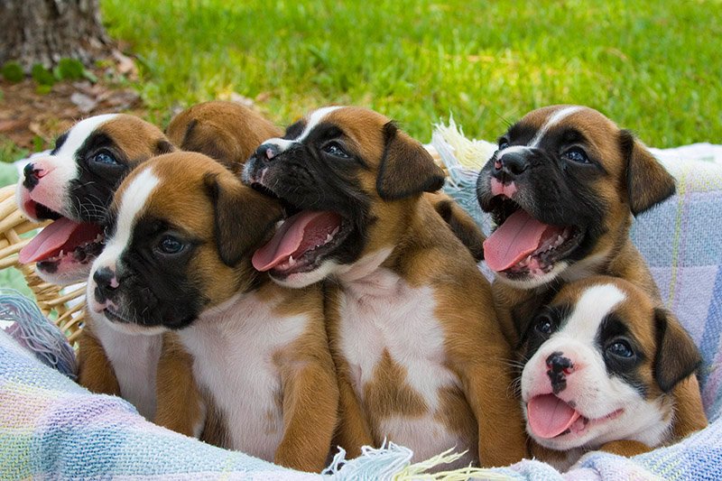 Boxer Male Puppies For Sale In Mumbai