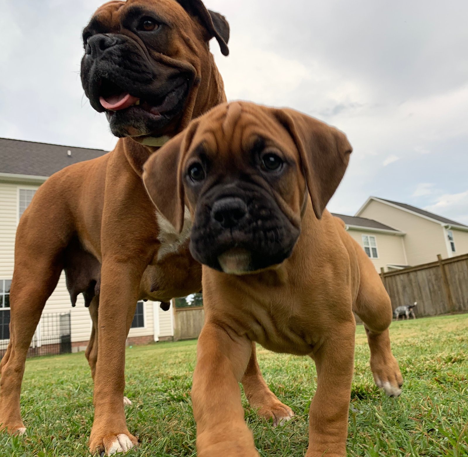 kci registerd boxer puppies price in kolkata