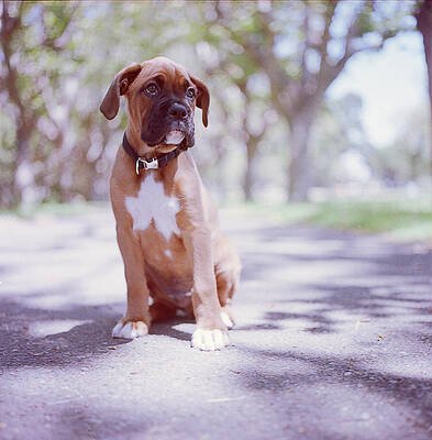 buy boxer puppies online in chennai