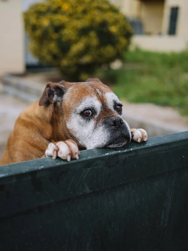 Boxer Puppies For Sale In Jaipur