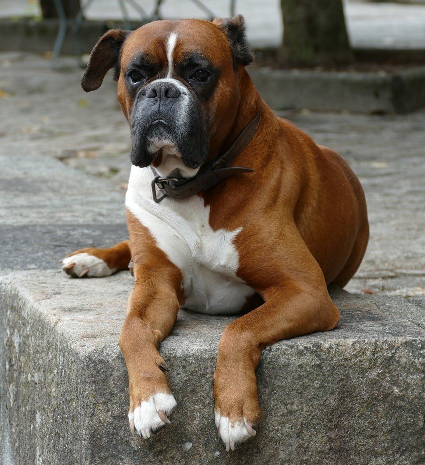 buy boxer puppies online in kolkata