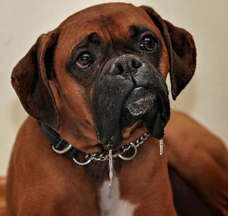 Boxer dog For Sale In Mumbai