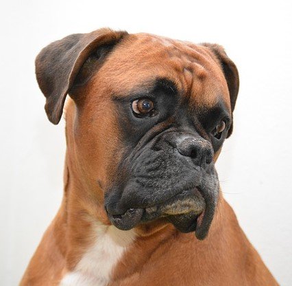 Boxer Breed Price In Mumbai