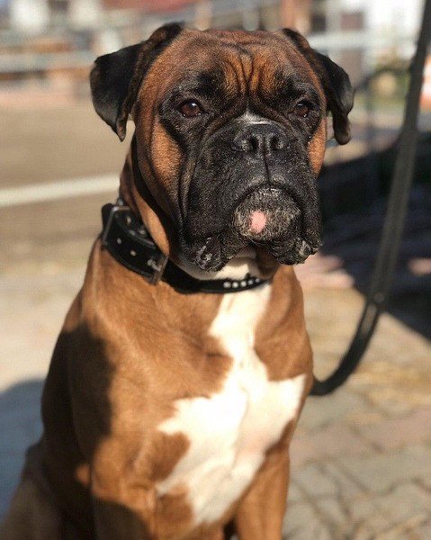 Boxer Dog Price In Mumbai